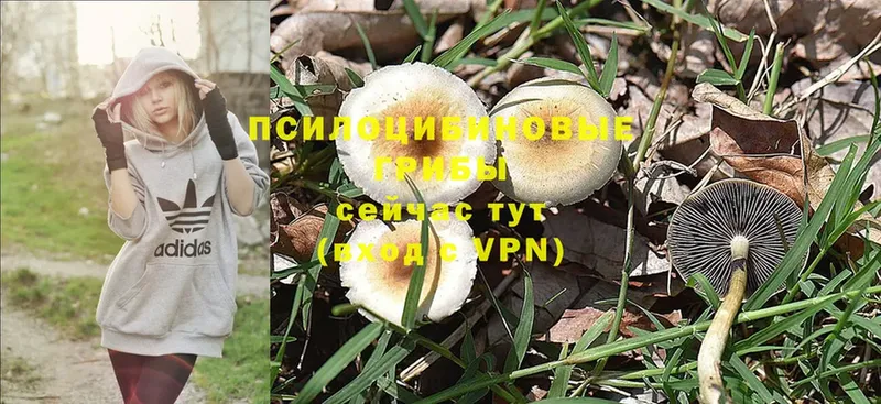 МЕГА рабочий сайт  shop телеграм  Галлюциногенные грибы Psilocybe  Минусинск 